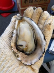 日生牡蠣