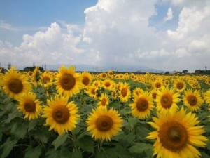 ひまわり畑