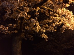 桜_02